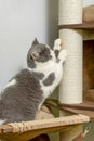 Cute pet cat of the British shorthair breed on the cat tree at home Royalty Free Stock Photo