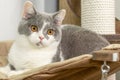 Cute pet cat of the British shorthair breed on the cat tree at home Royalty Free Stock Photo