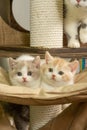 Cute pet cat of the British shorthair breed on the cat tree at home Royalty Free Stock Photo