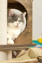 Cute pet cat of the British shorthair breed on the cat tree at home Royalty Free Stock Photo