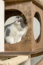 Cute pet cat of the British shorthair breed on the cat tree at home Royalty Free Stock Photo