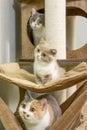 Cute pet cat of the British shorthair breed on the cat tree at home Royalty Free Stock Photo