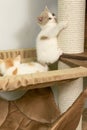 Cute pet cat of the British shorthair breed on the cat tree at home Royalty Free Stock Photo