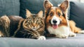 cute pet cat and dog sleeping peacefully together on the sofa at home Royalty Free Stock Photo