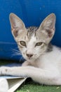 Cute pet cat portrait view resting outide lying down on grass with blue background