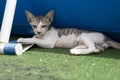 Cute pet cat resting outide lying down on grass with blue background