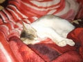 Cute pet cat sleeping on her Master`s bed like princess. Royalty Free Stock Photo