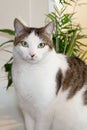 Cute pet cat white and brown grey in home Royalty Free Stock Photo
