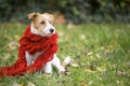 Cute pet dog as wearing red scarf - christmas card, winter concept Royalty Free Stock Photo