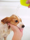 Pet dog getting bath