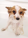 Pet dog getting bath