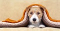 Cute pet dog looking on the sofa, pet care, animal love concept