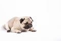 Cute pet dog pug breed lying and smile so funny and making serious and angry face