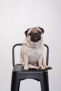 Cute pet dog pug breed smile with happiness feeling so funny and making serious face Royalty Free Stock Photo
