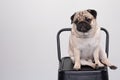 Cute pet dog pug breed smile with happiness feeling so funny and making serious face Royalty Free Stock Photo