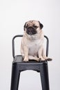 Cute pet dog pug breed smile with happiness feeling so funny and making serious face Royalty Free Stock Photo