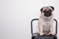 Cute pet dog pug breed smile with happiness feeling so funny and making serious face sitting on chair isolated on white background Royalty Free Stock Photo