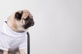 Cute pet dog pug breed smile with happiness feeling so funny and making serious face sitting on chair isolated on white background Royalty Free Stock Photo