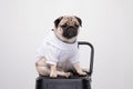 Cute pet dog pug breed smile with happiness feeling so funny and making serious face Royalty Free Stock Photo