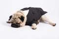 Cute pet dog pug breed wearing suit sitting and smile with happiness feeling so funny