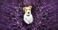 Cute pet dog puppy begging in the lavender flower field