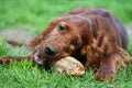 Cute pet dog puppy chewing a wooden toy, cleaning his teeth Royalty Free Stock Photo