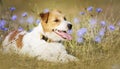 Cute pet dog puppy panting in the grass with flowers Royalty Free Stock Photo