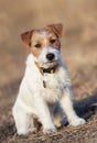 Cute pet dog puppy sitting in the grass Royalty Free Stock Photo