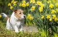 Cute pet dog puppy smelling flower Royalty Free Stock Photo