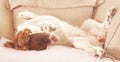 Cute pet dog sleeping upside down on couch sofa Royalty Free Stock Photo