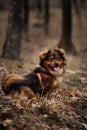 Cute pet pet dog on walk in park in orange harness. Adorable fluffy brown mongrel dog sits in woods and smiles with its tongue Royalty Free Stock Photo