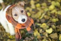 Cute pet dog wearing a scarf Royalty Free Stock Photo