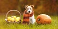 Cute pet dog wearing scarf and sitting with autumn fall quince apples and pumpkin Royalty Free Stock Photo