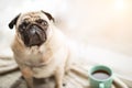 Cute pet face. Small cool dog pug sitting on a windowsill next to the coffee tea cup looking to the camera. Royalty Free Stock Photo