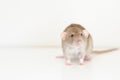 cute pet fluffy rat with brown beige fur on a white background. Royalty Free Stock Photo