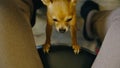 The pet lays its paws on the chair for the mistress. Toy terrier looks with yes. Top view, indoor. Dog ask begging for Royalty Free Stock Photo