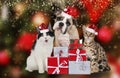 Cute pet group on christmas