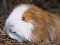 Cute Pet Guinea Pig