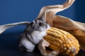 Cute pet hamster with corn