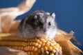 Cute pet hamster with corn