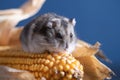 Cute pet hamster with corn