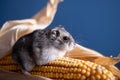 Cute pet hamster with corn