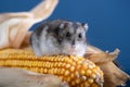 Cute pet hamster with corn