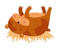 Cute pet hamster sleeping on straw, funny brown rodent pet animal cartoon vector illustration