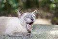 cute pet kitten yawning on green background. Royalty Free Stock Photo