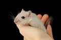 Cute pet mouse Royalty Free Stock Photo