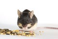Cute pet mouse feeding Royalty Free Stock Photo