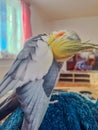 Cute pet parrot. Beautiful bird. Cockatiel parrot. Beautiful photo of a pet.