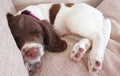 Cute pet puppy dog sleeping Royalty Free Stock Photo