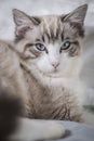 Cute pet Ragdoll cat was waken. Royalty Free Stock Photo